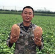 <b>山东：菏泽市“80后”小伙种出网红地瓜 带领乡亲走上致富路</b>