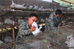 <b>四川：泸州“兔专家”怀揣梦想富乡亲 年销售额200余万元</b>