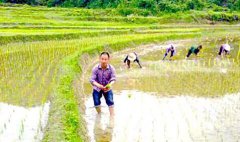 <b>江西：遂川县弃商回家“靠天吃饭” 带领村民“种”出生态致富路</b>