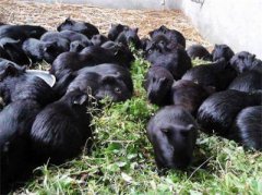 <b>广西：邕宁区科学养殖黑豚尝成功甜头 带动乡亲脱贫致富</b>