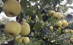 <b>安徽：砀山酥梨20天热销300万斤 梨农增收逾200万元</b>