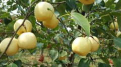 <b>陕西：蒲城县“酥梨县长”北京“卖梨” 产业扶贫助农增收</b>