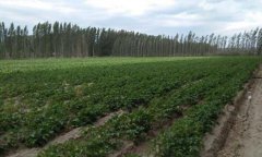 新疆：苏哈特乡试验田马铃薯为农民增收致富谋出路 扩宽销售渠道