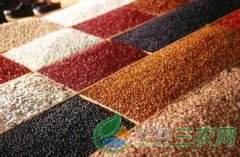 <b>农村致富什么项目好 3个前景大农村创业致富点子</b>