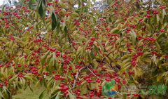 <b>谁说只有在城市创业成功 农村青年创业项目推荐</b>