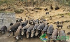 <b>农村创业项目多 选择切记不要眼高手低 试试这样</b>