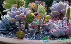 <b>种植多肉致富路 陶大飞自主创业家庭农场</b>