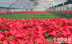 农村创业致富好点子 4个农村返乡创业致富项目