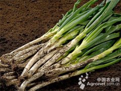 <b>山东：济南章丘“大葱之星”引领农村经济发展</b>