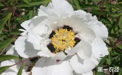 <b>内蒙古：大佘太镇 种植油用牡丹促农增收</b>