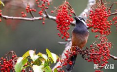 <b>湖北利川市：山桐子延伸出千亿产业链</b>