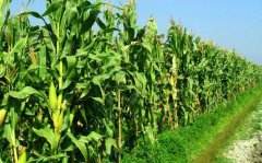 <b>中国农科院探索出玉米绿色增产增效集成技术 每亩增产200斤</b>