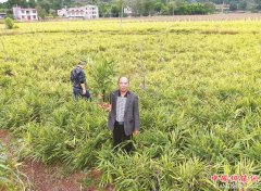 <b>四川：简阳姜蒜大王如何回乡发展带富一方</b>