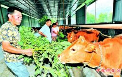 <b>重庆：合川 深山创业 5年练成养牛大户</b>