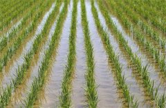 <b>我国农业用水总量实现零增长</b>