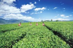 <b>云南：供给侧改革成效显著 农业增效农民增收</b>