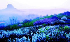 <b>青岛：洋河慢生活体验节进行中 市民体验乡村慢生活</b>