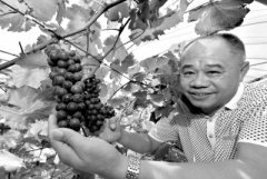 <b>福建：一葡萄园栽培出“反季节”葡萄 带动贫困户脱贫</b>