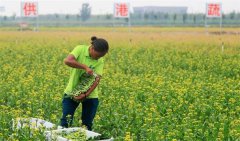 <b>江苏：泗洪 发展生态农业 带动农民增收</b>