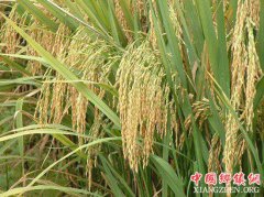<b>湖南：长沙县高产＂巨人稻＂试种成功 亩产突破1吨</b>