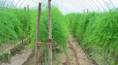 <b>浙江：平湖市农民曾种方形西瓜出名 如今种“它”年入百万</b>