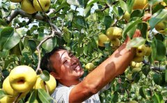 <b>河南：宁陵县非“典型”农民刘先照：一颗酥梨敲开幸福门</b>