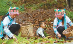 云南省：漾濞彝族自治县“甜蜜果”长成“致富果” 云南漾濞核桃拓宽农民增