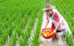 <b>江西：稻渔综合种养带动农民年增收5亿元 水产品产量逾4万吨</b>