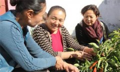 <b>新疆：吉木乃县庭院种植助力增收致富 走出“小庭院、大经济”发展路子</b>