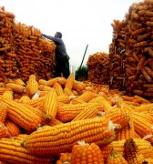 <b> 青岛：惠农政策不断出台实施乡村百姓体会幸福</b>