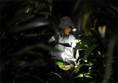 <b>山东：泰安宁阳县农民工回家捉蟋蟀单价十几万 价格堪比黄金贵</b>