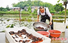 重庆：20多个区县开展“稻渔共生” 实现一季多收