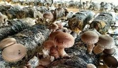 <b>陕西：府谷县大学生回乡创业种植香菇 年销售额达300余万元</b>