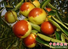 <b>陕西：创造我国冬枣种植最北纪录 陕北或成新产区</b>