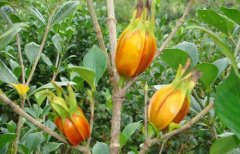 <b>湖南：长沙种下“发财果” 带动村民踏上致富路</b>