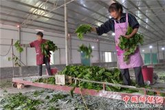 <b>江西：永新传统蚕桑产业迸发新活力 助力贫困户致富增收</b>