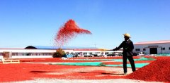 <b>青海省：枸杞红，产业兴，农民富</b>
