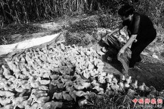 <b>河北省：永清县合作养鸭富农家</b>