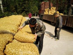 <b>重庆市：黔江杉岭乡免费发放5万斤洋芋种 助力农民增收</b>