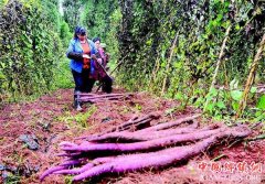 <b>“85后”青年返乡创业 借紫山药助扶贫闯新路</b>