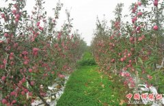 <b>陕西：岐山 多方发力加快现代农业发展</b>