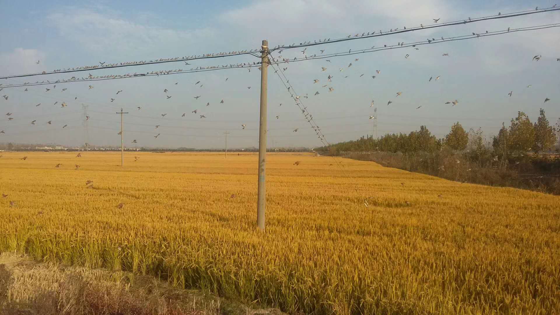 安徽：怀远县双沟村万只麻雀落电线