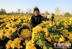 <b>安徽全椒：科技护航 菊农增收</b>