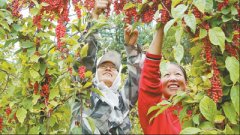 <b>吉林白河林业局：林下产业火了 生态旅游热了</b>