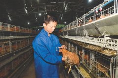 <b>海南：29岁“养鸡状元”黄衍旭创业记</b>