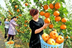 <b>河南：宁陵县黄金雪梨 农民丰收忙</b>
