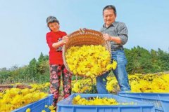 <b>遂宁:金丝皇菊绽放“笑脸” 村民户均增收上万元</b>
