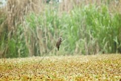 <b>四川野鸟大观 大的拼颜值小的玩情商</b>