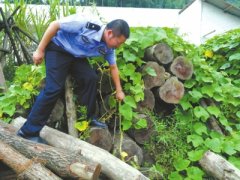 <b>四川宜宾楠木盗伐第一案：盗伐99株桢楠 35人被起诉</b>