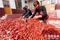 <b>辣椒飘香富民路</b>